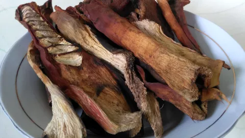 Planta medicinal mexicana cáncer 1.jpg