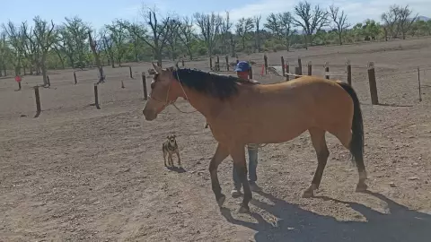 Recuperan Yegua de terapias