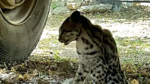FOTO Vecinos Umán rescatan a Tigrillo afectado por un golpe de calor