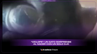 Gatito cíclope Brasil: Nace con un solo ojo debido a la rara condición de Ciclopía