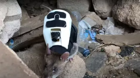 VIDEO Ratas ayudan en la búsqueda de personas atrapadas en Turquía