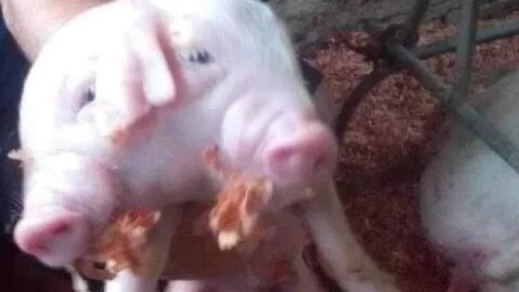En este estado de México nació un cerdito de dos cabezas