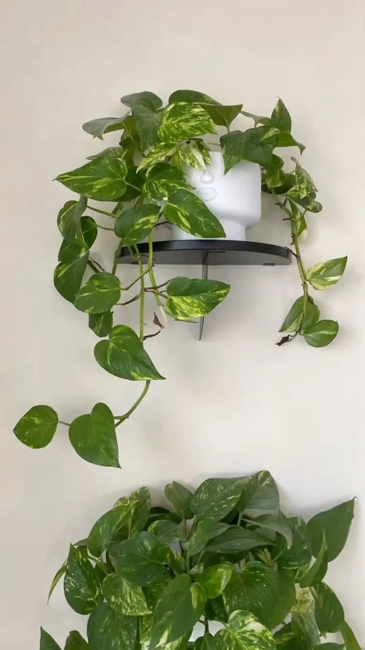 Plantas baño