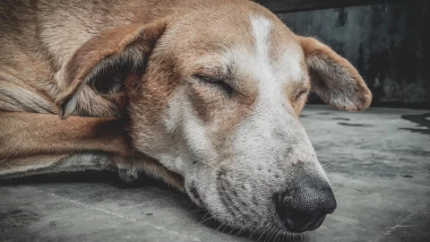 ¡Hasta el último latido! Mujer muere abrazada a su fiel perro durante el terremoto en Guatemala