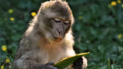 Mono, ladrillo, India 2.jpg