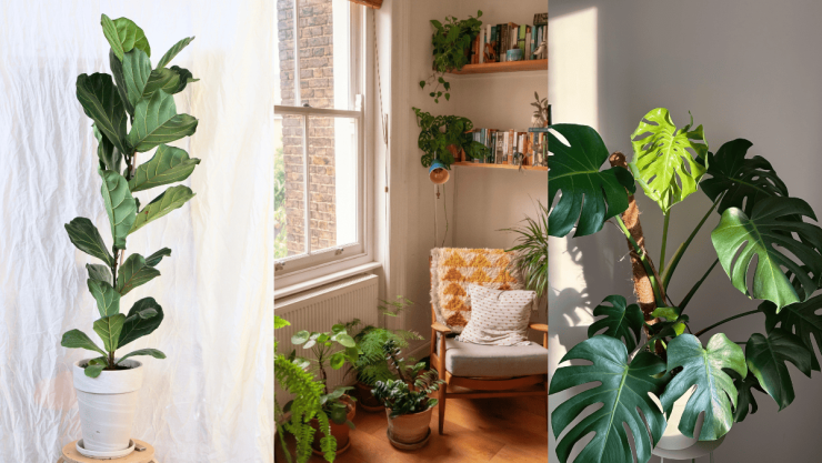 Las 6 plantas de interior grandes que son ideales para decorar la habitación.png