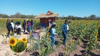 Campo de girasoles en Mocorito.