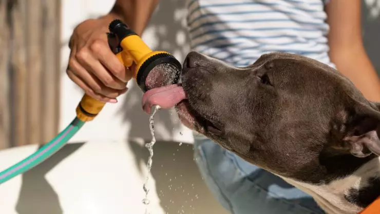 PORTADA golpe calor Yucatán.jpg