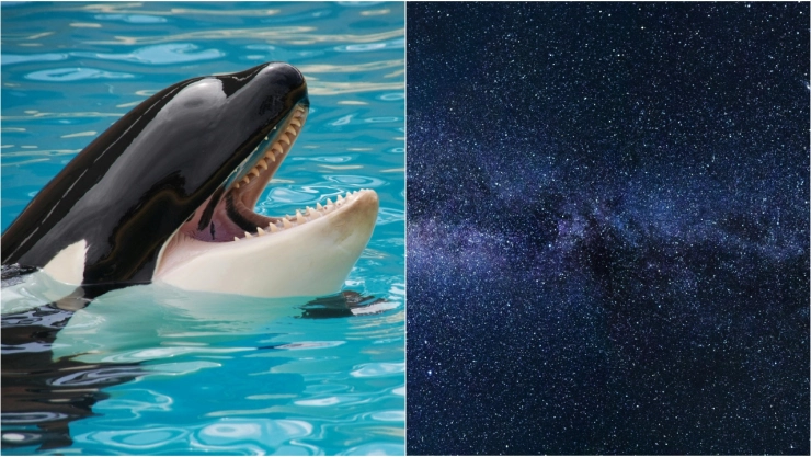 FOTO_ ¡impresionante! Captan ballena voladora en el cielo y resulta ser avión de la NASA