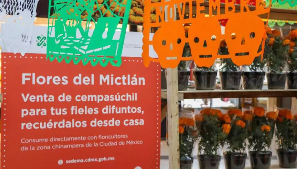 Alistan Festival de las Flores de Cempasúchil 2023 en Reforma de la Ciudad de México.