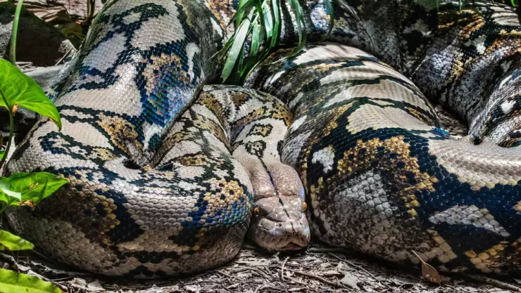 ¿Cuál es la serpiente más grande del mundo? Vive en América del Sur y puede comerse a un humano