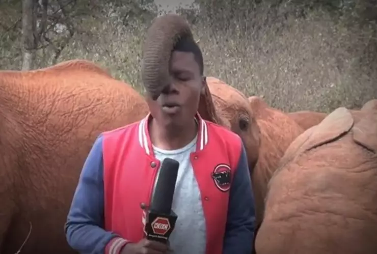 Elefante interrumpe a reportero en pleno en vivo.