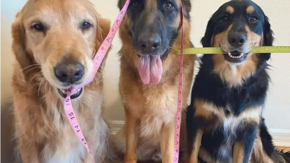 perros rapamicina envejecimiento