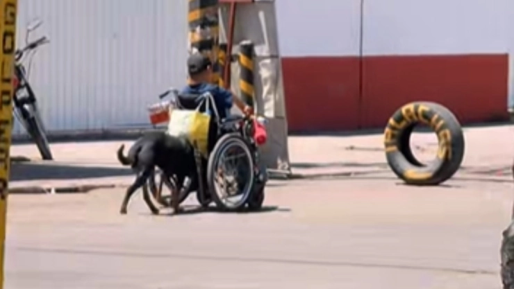 perro-empuja-silla-ruedas-su-dueno-en-ecatepec-edomex-y-conmueve-en-tiktok