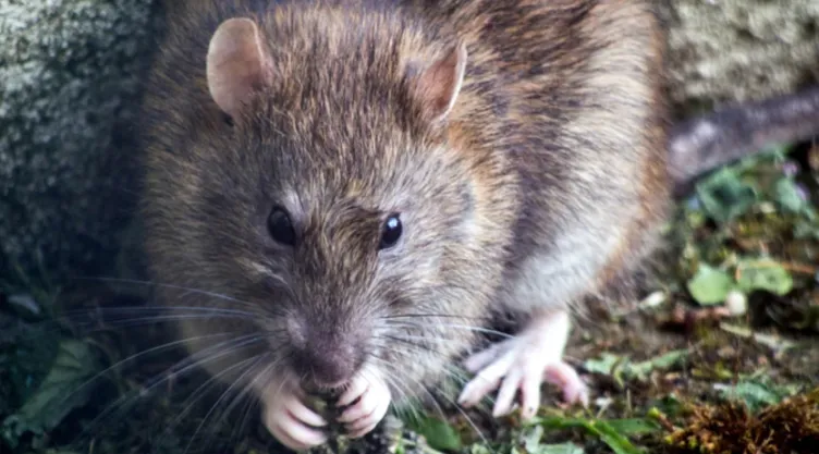 ratas gigantes