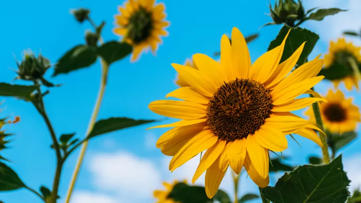 cuándo-es-el-día-de-regalar-flores-amarillas-y-por-qué-se-hace-pareja