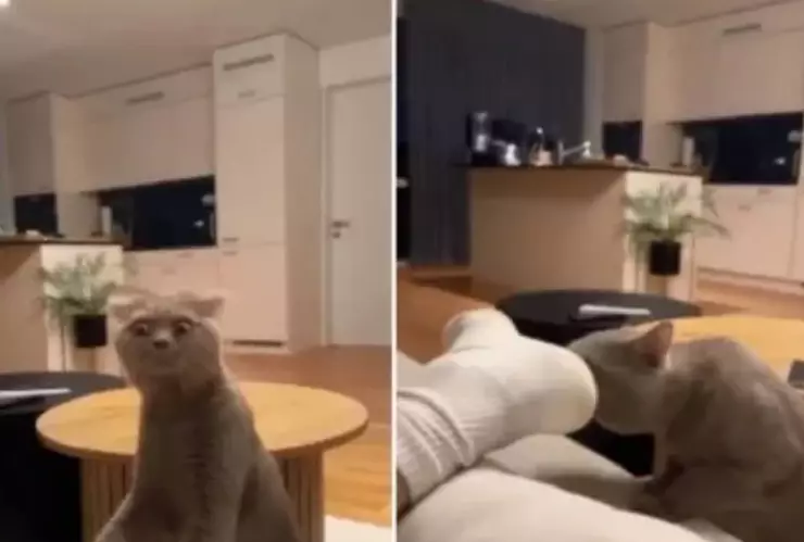 VIDEO_ La graciosa reacción de este gato al oler unos calcetines