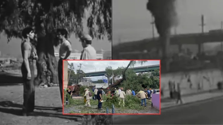 Colapsa el icónico árbol de pirul de “Los Olvidados” en Atlampa, CDMX