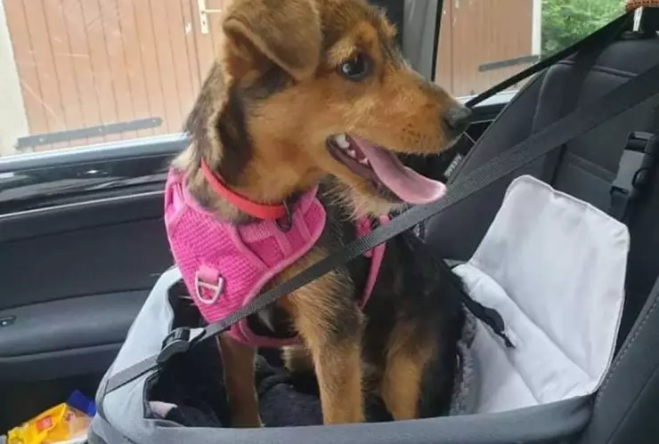 perrito recuperado.jpg