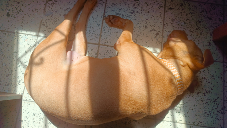 ¿Cómo proteger a tu mascota del calor Consejos para evitar un golpe de calor en perros.png