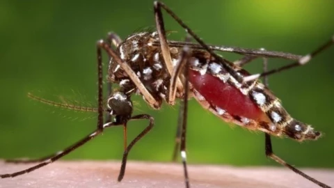 Todo lo que necesitas saber sobre el virus Oropouche que ‘azota’ Sudamérica