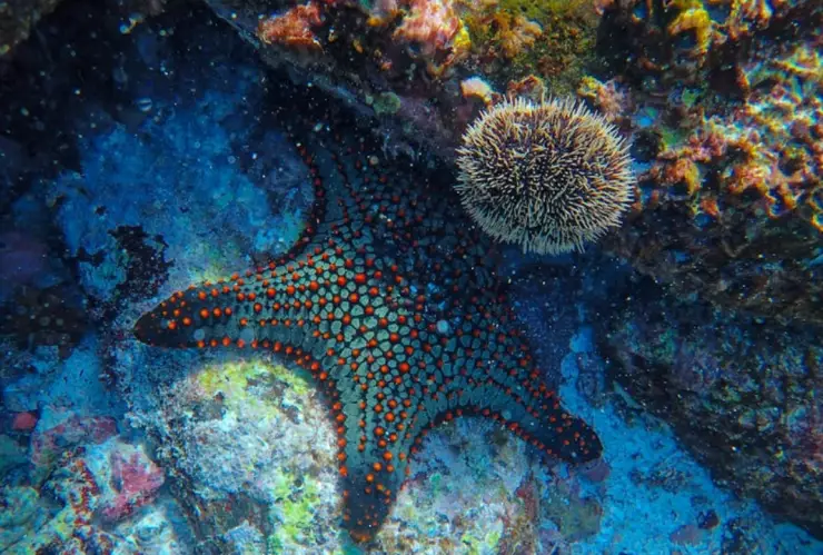 Millones de estrellas de mar muertas en el Pacífico de California.