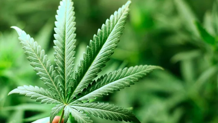 Marihuana