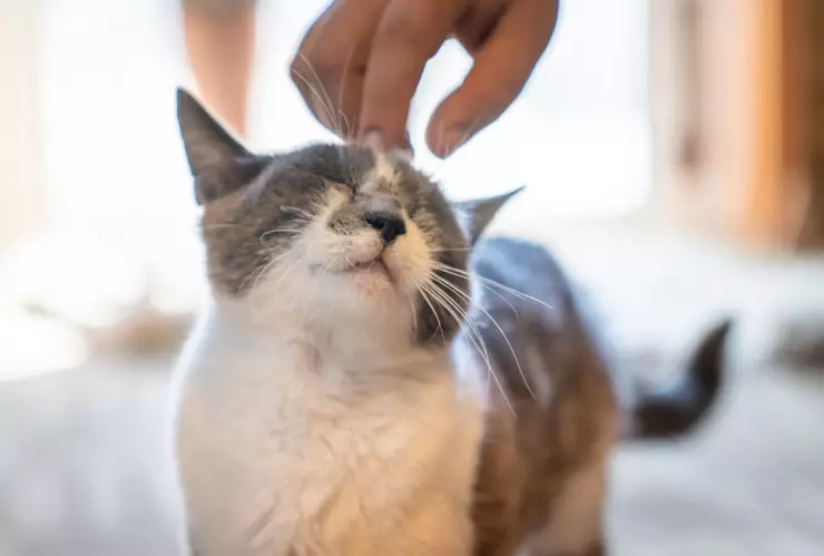 Los gatos pueden transmitir algunas enfermedades a los humanos