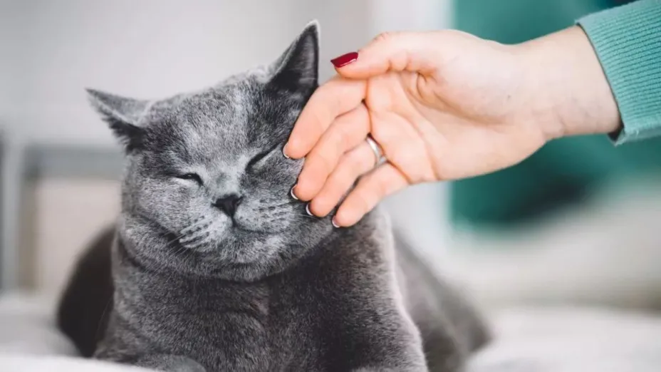 Gato_Minino.jpeg