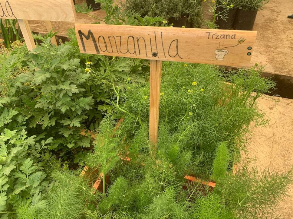 plantas medicinales
