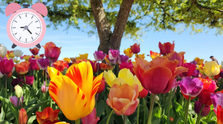 primavera (1).png