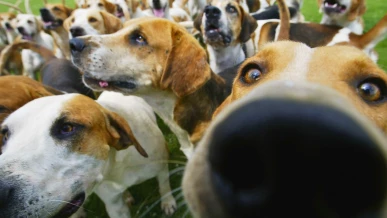  Día del perro 