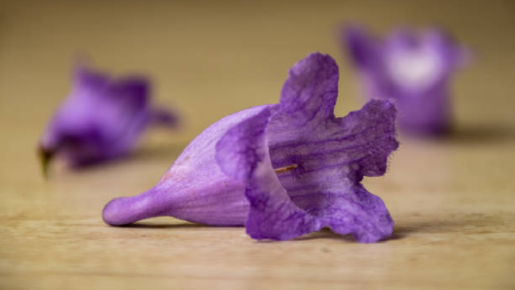 Flor de Jacaranda