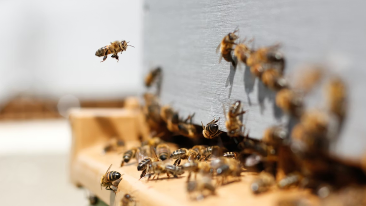 Ataque de abejas deja 9 alumnos hospitalizados y terminan 5 en urgencias