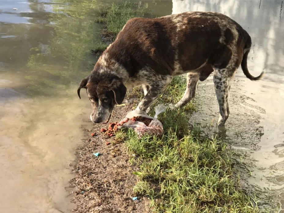Animales en situación de calle.