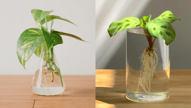 Las 7 plantas de interior que sobreviven en agua y son fáciles de cuidar.png