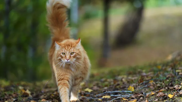 El lugar al que van los gatos que escapan de casa, según la ciencia