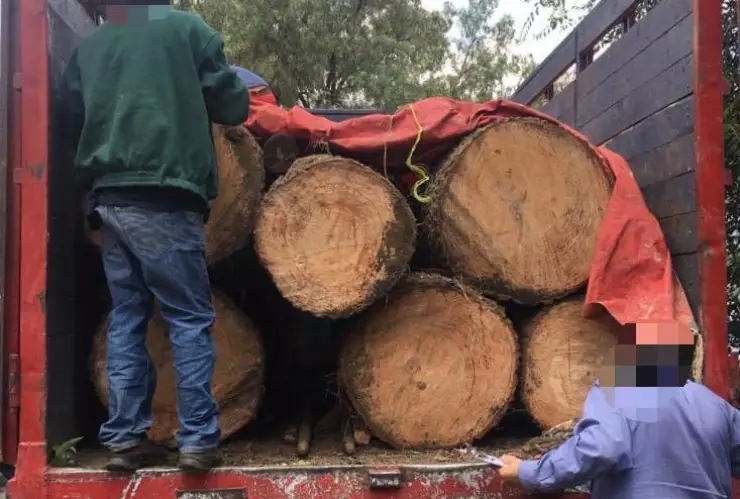 Traficantes de madera