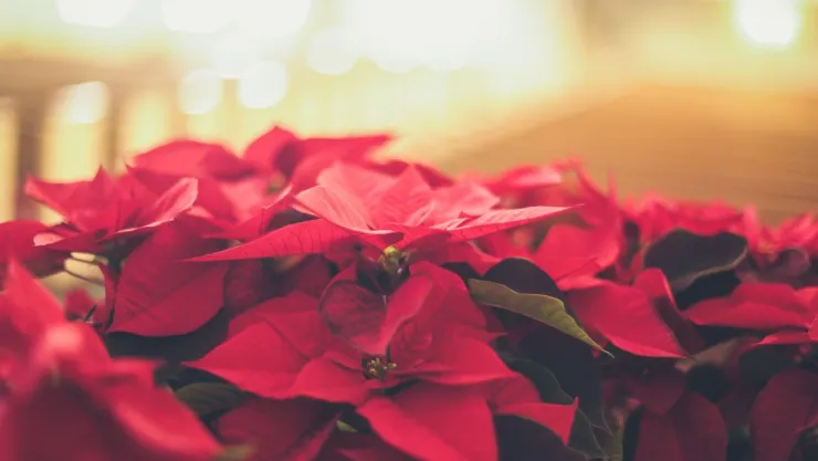 Flor de nochebuena