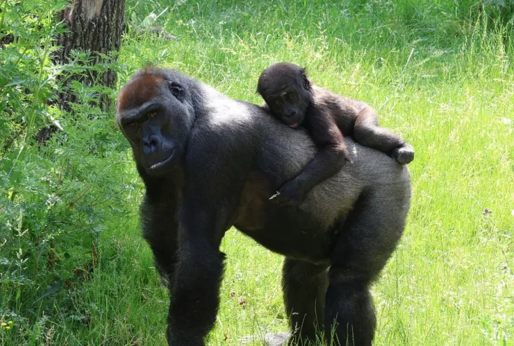 Día Mundial del Gorila: seis datos sorprendentes y por qué están en peligro de extinción