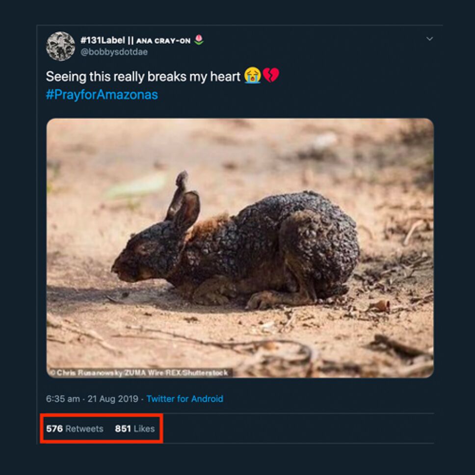 conejo.png