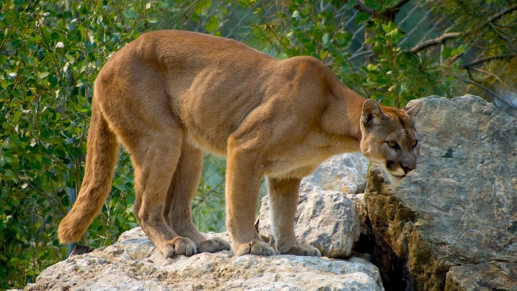 Puma ataca a menor de 4 años en Estados Unidos.jpg