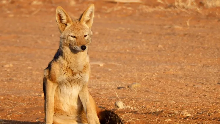 Coyote.jpg