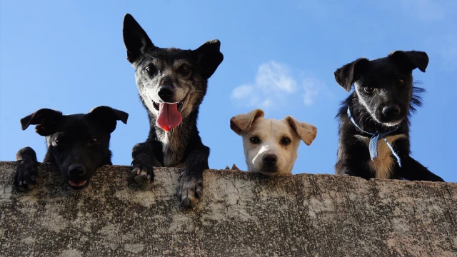 ¿Cómo eran los perros en la prehistoria? ¿Cómo eran los perros en la prehistoria?