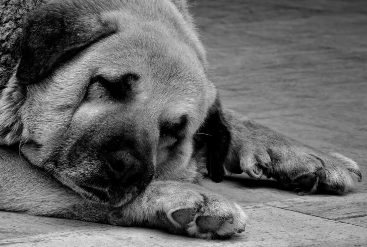 Maltrato animal en San Luis Río Colorado, Sonora dos menores matan a un perrito con pirotecnia.png