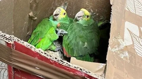 Decomisan loros en garita de Tecate