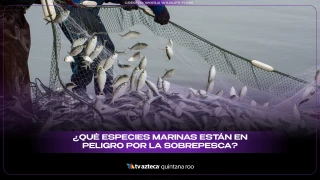 ¿Qué especies marinas están en peligro por la sobrepesca?
