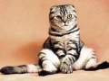 La Organización Mundial de Sanidad Animal (OIE) también había confirmado que un gato en Hong Kong se contagió por el coronavirus SARS-CoV-2.