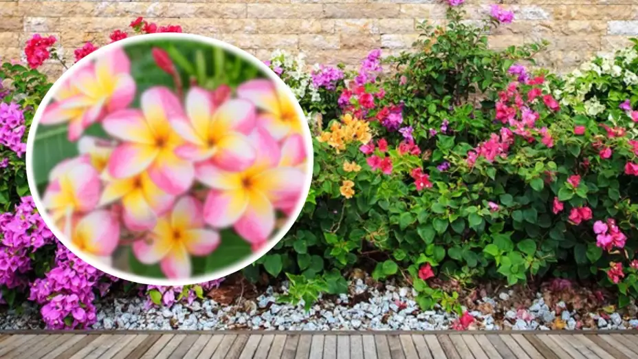 ¿De dónde es la ‘Flor de Mayo’ y cómo luce?