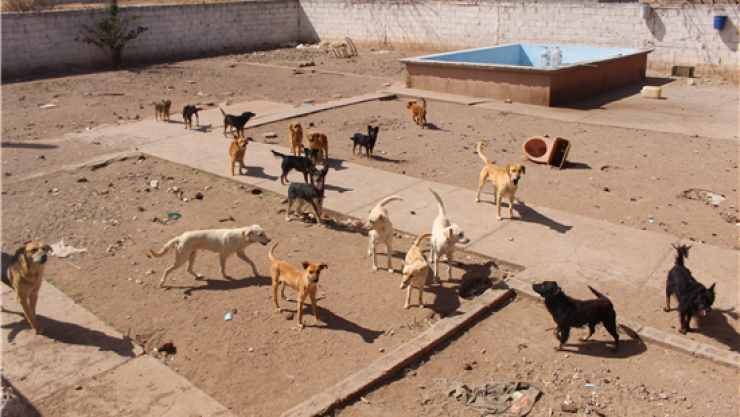 Rescatan en Chihuahua a 28 perros con huellas de maltrato